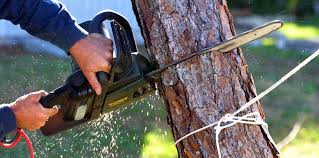 Trusted Whitefish Bay, WI Tree Removal Services Experts