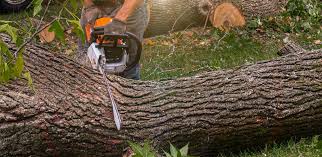 How Our Tree Care Process Works  in  Whitefish Bay, WI