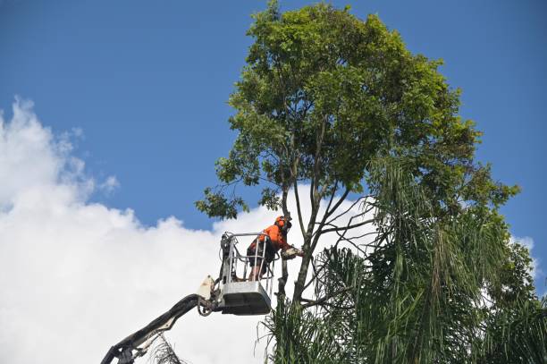 Best Fruit Tree Pruning  in Whitefish Bay, WI