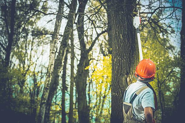 Best Arborist Consultation Services  in Whitefish Bay, WI